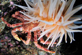   small Lithodes maja seeking shelter under tentacles Bolocera tuediae  